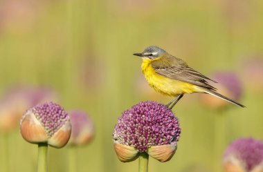 Alliums veya soğan çiçekleri üzerinde sarı wagtail 