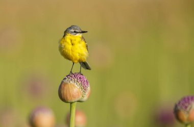 Alliums veya soğan çiçekleri üzerinde sarı wagtail 