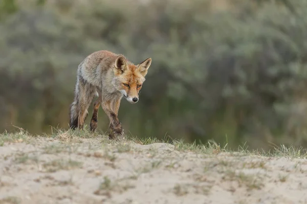 Red Fox Nature Lente — Stockfoto