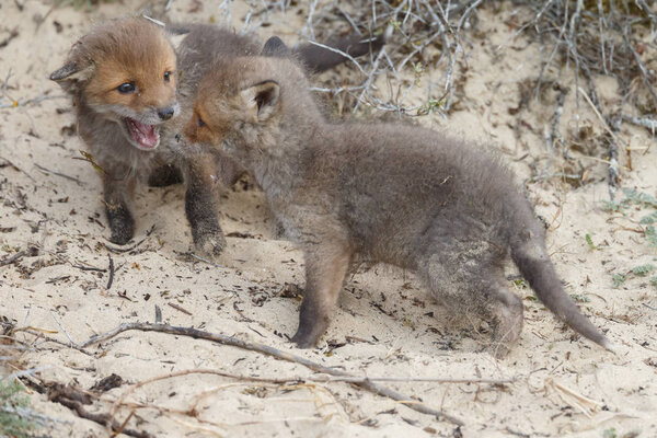 Red foxes cubs in nature
