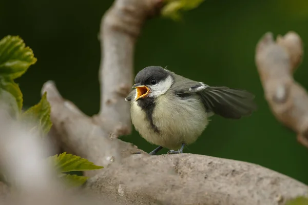 Young Great Tit Tree — Stock Photo, Image