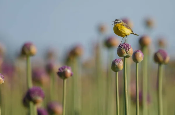 Bachstelze Auf Allianzen Oder Zwiebelblumen — Stockfoto