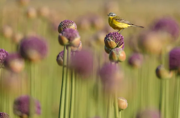 Bachstelze Auf Allianzen Oder Zwiebelblumen — Stockfoto