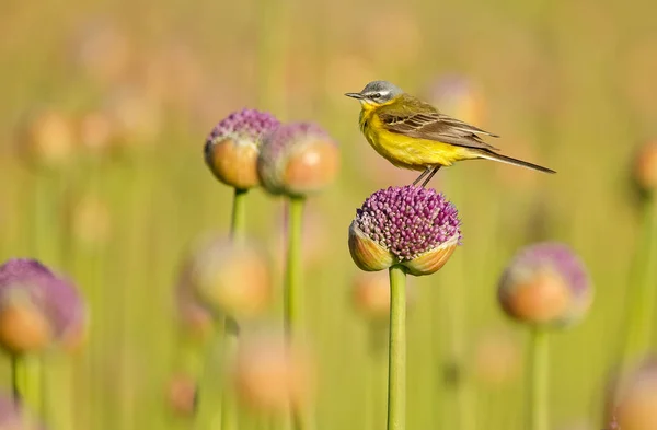 Yellow Wagtail Alliums Onion Flowers — Stock Photo, Image