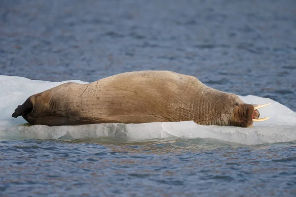 Sea Cow Close — Stock Photo, Image