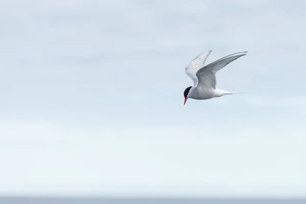 Gabbiano Sul Cielo Blu — Foto Stock