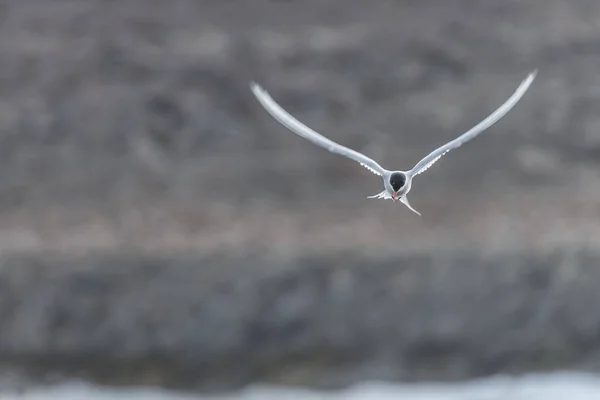 Gaviota Cielo Azul — Foto de Stock