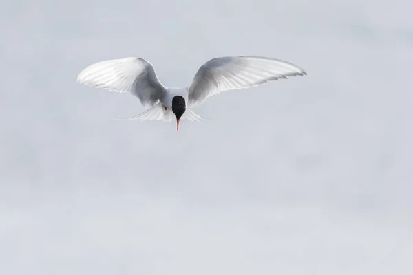 Seagull Blue Sky — Stock Photo, Image