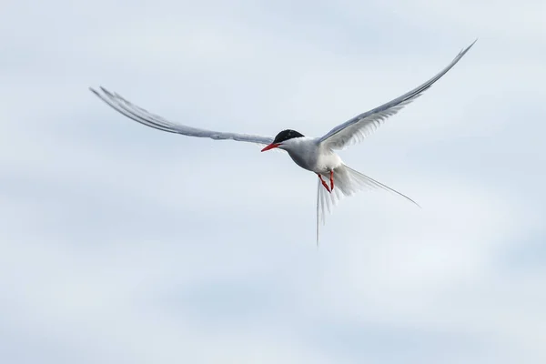 Seagull Blue Sky — Stock Photo, Image