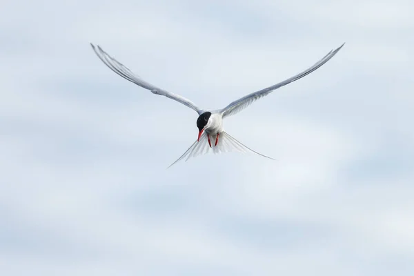 Seagull Blue Sky — Stock Photo, Image