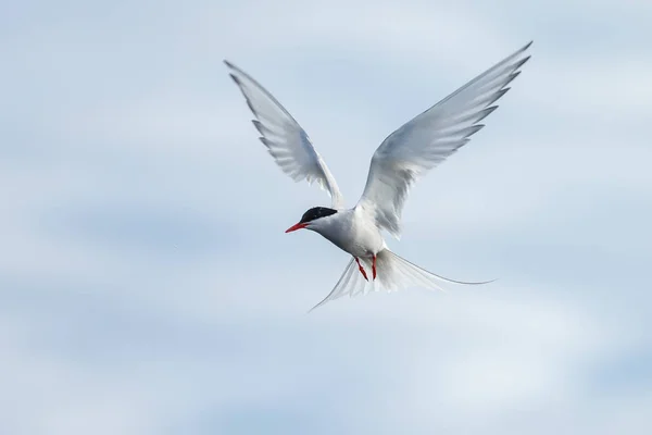 Seagull Blauwe Hemel — Stockfoto