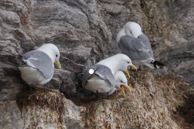 Spitsbergen kaya üzerinde siyah bacaklı Kittiwake kuşlar