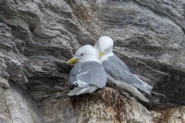 Spitsbergen kaya üzerinde siyah bacaklı Kittiwake kuşlar