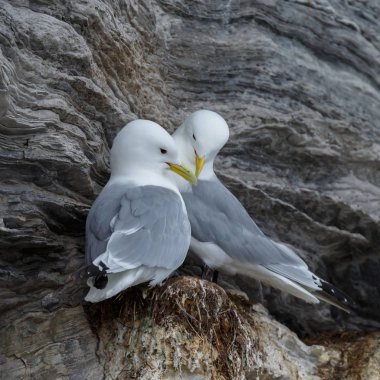Spitsbergen kaya üzerinde siyah bacaklı Kittiwake kuşlar