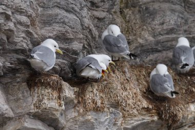 Spitsbergen bir uçurumda güzel siyah bacaklı Kittiwake kuşlar
