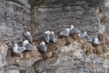 Spitsbergen bir uçurumda güzel siyah bacaklı Kittiwake kuşlar