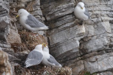 Spitsbergen bir uçurumda siyah bacaklı Kittiwake kuşların yakın çekim görünümü