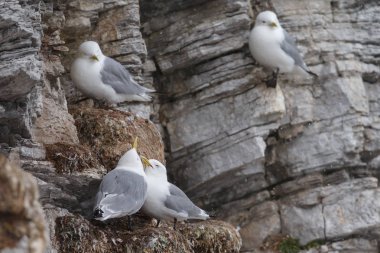 Spitsbergen bir uçurumda siyah bacaklı Kittiwake kuşların yakın çekim görünümü