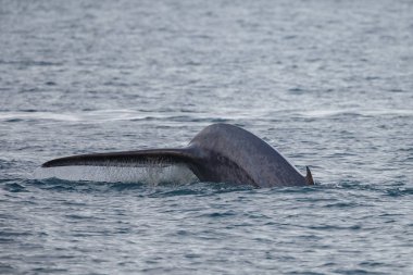 Spitsbergen'de okyanustan çıkan mavi balinanın kuyruğu