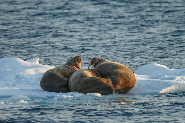 Walrusy Odobenus Rosmarus Kawałku Lodu Spitsbergen Wieczornym Świetle — Zdjęcie stockowe