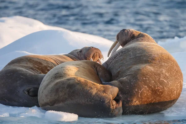 Walrussen Ijs Spitsbergen Avondlicht — Stockfoto