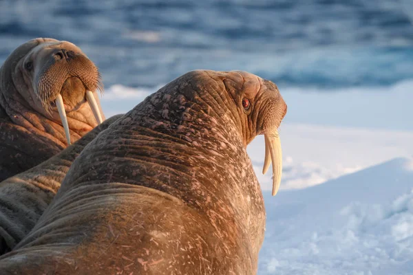 Walrussen Ijs Spitsbergen Avondlicht — Stockfoto