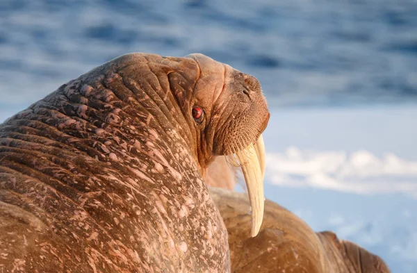 Walruses Jégen Spitsbergen Esti Fényben — Stock Fotó