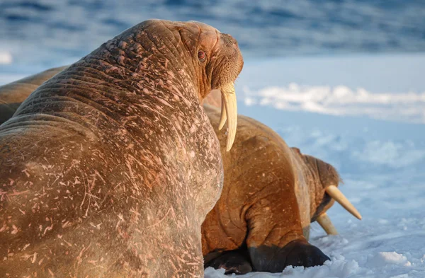 Morsas Odobenus Rosmarus Pedaço Gelo Spitsbergen Luz Noite Vista Close — Fotografia de Stock