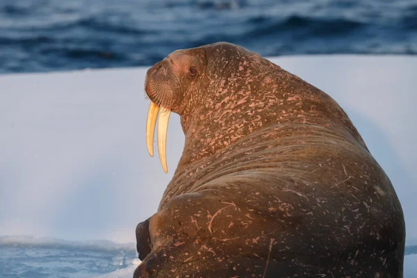 Walrus Ijs Bij Spitsbergen Avonds Licht — Stockfoto