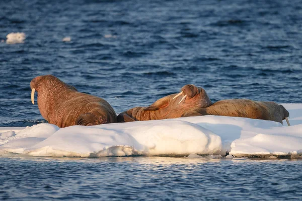 Walruses Odobenus Rosmarus Egy Jégen Nyugszik Spitsbergen Esti Fényben — Stock Fotó