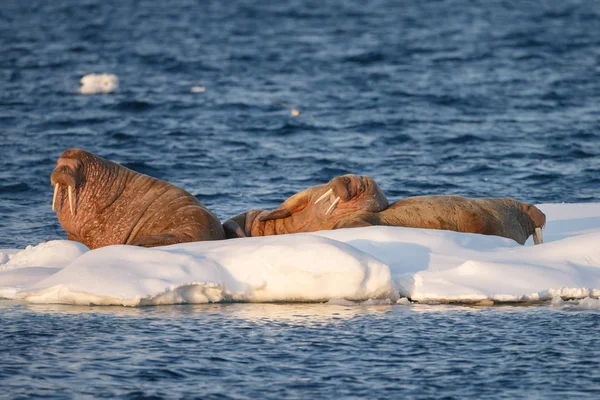 Walruses Odobenus Rosmarus Egy Jégen Nyugszik Spitsbergen Esti Fényben — Stock Fotó