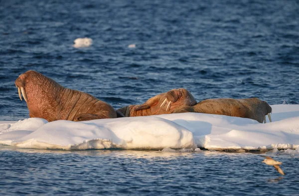 Walruses Odobenus Rosmarus Rustend Een Stuk Ijs Spitsbergen Avondlicht — Stockfoto