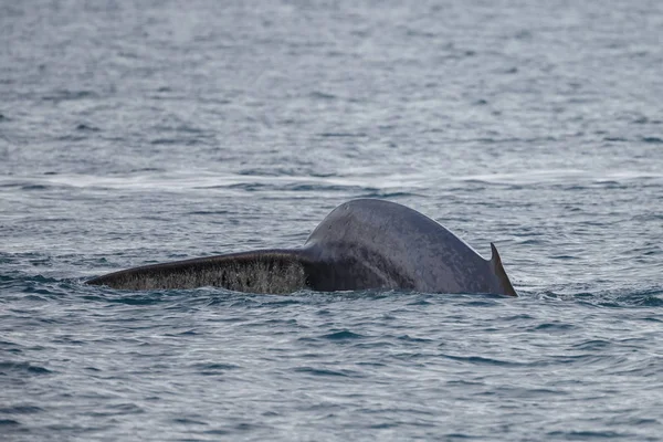 スピッツベルゲンの海から出る青いクジラの尾 — ストック写真