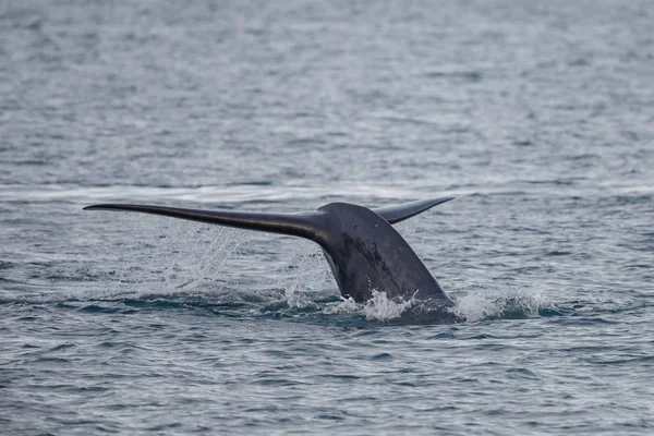 位于斯匹次卑尔根的蓝鲸或大型动物的尾迹 — 图库照片