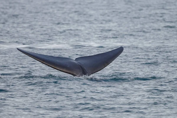 Tail Blue Whale Physeter Macrocephalus Out Ocean Spitsbergen — Stock Photo, Image