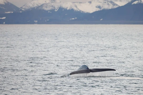 スピッツベルゲンの海から出る青いクジラの尾 — ストック写真