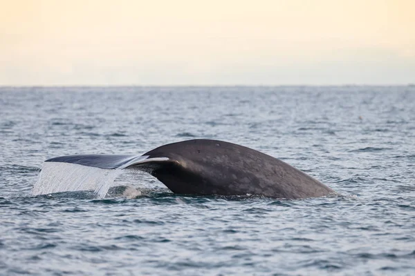 Tail Blue Whale Diving Ocean Spitsbergen — Stock Photo, Image