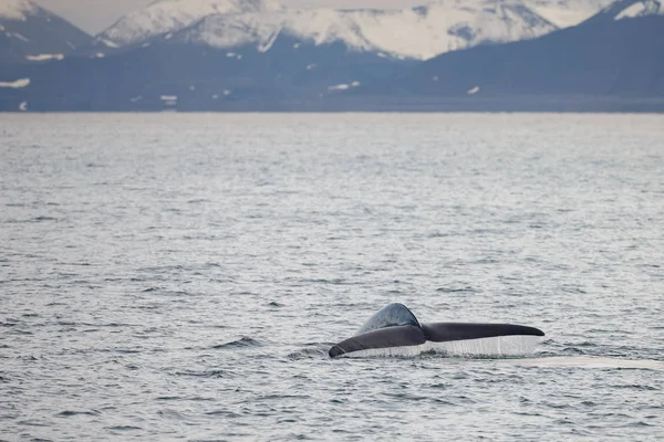 蓝鲸的尾巴出海洋和雪覆盖的山脉在斯匹次卑尔根海岸 — 图库照片