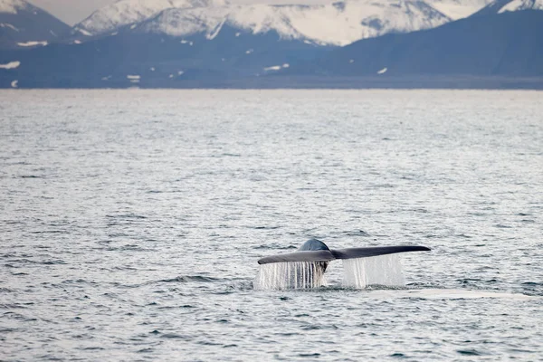 Tail of the blue whale out of the ocean and snow-covered mountains on coast at Spitsbergen