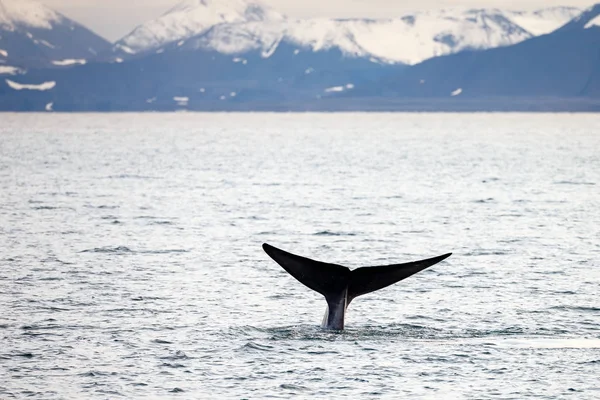 Cauda Majestosa Baleia Azul Fora Oceano Spitsbergen — Fotografia de Stock