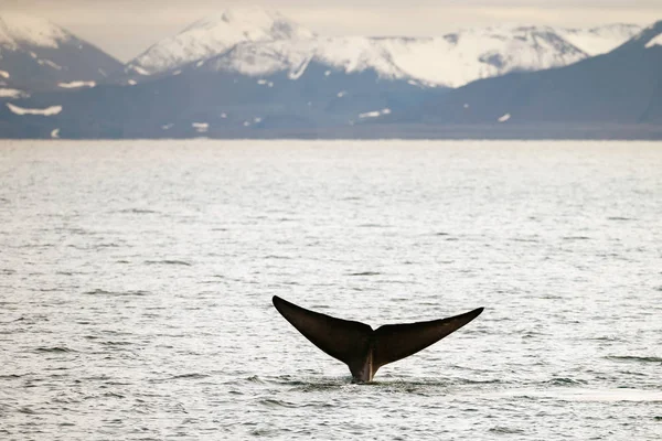 Tail Majestic Blue Whale Out Ocean Spitsbergen — Stock Photo, Image