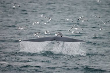 büyük sperm balina kuyruk (Physeter macrocephalus) Pico ve Faial arasında sahil önünde derin dalış önce, batı Azores Adaları.