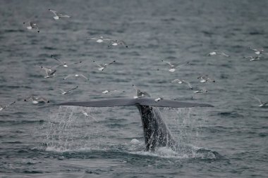 büyük sperm balina kuyruk (Physeter macrocephalus) Pico ve Faial arasında sahil önünde derin dalış önce, batı Azores Adaları.