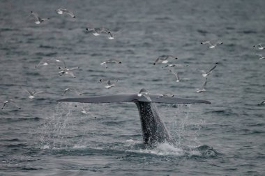 büyük sperm balina kuyruk (Physeter macrocephalus) Pico ve Faial arasında sahil önünde derin dalış önce, batı Azores Adaları.