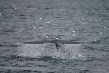 büyük sperm balina kuyruk (Physeter macrocephalus) Pico ve Faial arasında sahil önünde derin dalış önce, batı Azores Adaları.