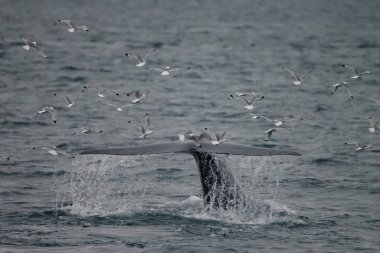 büyük sperm balina kuyruk (Physeter macrocephalus) Pico ve Faial arasında sahil önünde derin dalış önce, batı Azores Adaları.