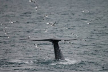 büyük sperm balina kuyruk (Physeter macrocephalus) Pico ve Faial arasında sahil önünde derin dalış önce, batı Azores Adaları.