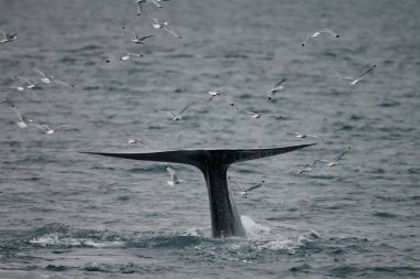 büyük sperm balina kuyruk (Physeter macrocephalus) Pico ve Faial arasında sahil önünde derin dalış önce, batı Azores Adaları.