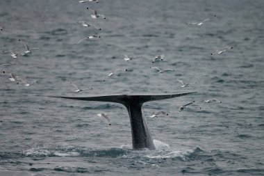 büyük sperm balina kuyruk (Physeter macrocephalus) Pico ve Faial arasında sahil önünde derin dalış önce, batı Azores Adaları.