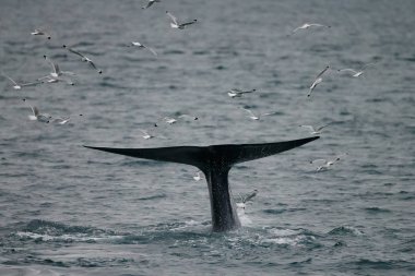 büyük sperm balina kuyruk (Physeter macrocephalus) Pico ve Faial arasında sahil önünde derin dalış önce, batı Azores Adaları.